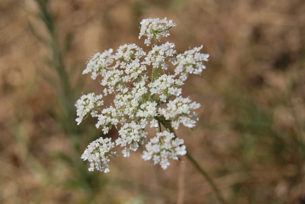 Id - Daucus cfr. carota